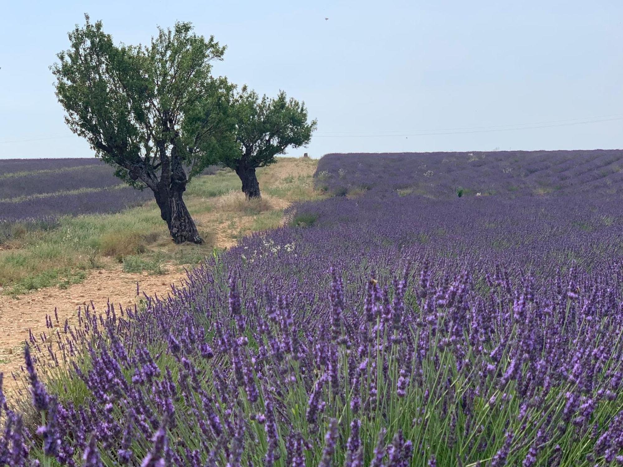 Studio Nuitee En Provence 2 Éguilles Екстериор снимка